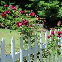 white picket fence entangled by roses